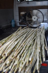 Sugarcane